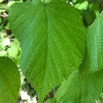 Tilia platyphyllos leaf picture by Mercier Rémi (cc-by-sa)