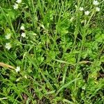 Cerastium fontanum habit picture by Ernst Fürst (cc-by-sa)