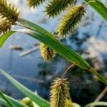 Carex polysticha fruit picture by Trap Hers (cc-by-sa)