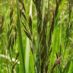 Bromus erectus flower picture by Andrzej Konstantynowicz (cc-by-sa)