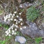 Saxifraga callosa habit picture by Jean-François Baudin (cc-by-sa)