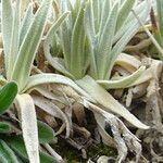 Cerastium floccosum leaf picture by Fabien Anthelme (cc-by-sa)