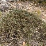 Genista lobelii habit picture by Collados Ana (cc-by-sa)