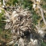 Carlina hispanica flower picture by Blas Ramos (cc-by-sa)