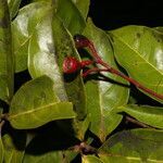 Damburneya umbrosa fruit picture by Nelson Zamora Villalobos (cc-by-nc)