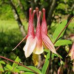 Aquilegia canadensis flower picture by K O (cc-by-sa)