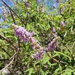 Vitex agnus-castus flower picture by Tetiana (cc-by-sa)