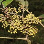 Zanthoxylum ekmanii habit picture by Nelson Zamora Villalobos (cc-by-nc)