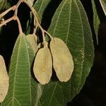 Goethalsia meiantha fruit picture by Nelson Zamora Villalobos (cc-by-nc)