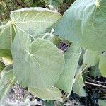 Abutilon grandifolium leaf picture by cabana carlos manuel (cc-by-sa)