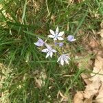 Scilla verna flower picture by emmanuelle leveugle (cc-by-sa)