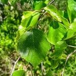 Betula pendula leaf picture by Alvarez Jesus (cc-by-sa)