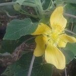 Abutilon exstipulare flower picture by Hugo SANTACREU (cc-by-sa)