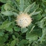 Centaurea sphaerocephala fruit picture by José Manuel Bustillos (cc-by-sa)