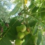 Juglans mandshurica fruit picture by Intheworld (cc-by-sa)