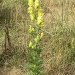 Aconitum anthora habit picture by F. Manzano (cc-by-sa)