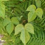 Ipomoea indica leaf picture by Cerqueira Jose M (cc-by-sa)