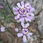 Iberis linifolia flower picture by jean-jacques kelner (cc-by-sa)