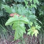 Acer saccharinum leaf picture by Elea Elea Héberlé (cc-by-sa)