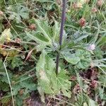 Eryngium alpinum leaf picture by Nicola Loher (cc-by-sa)