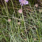 Lomelosia graminifolia habit picture by Martin Bishop (cc-by-sa)