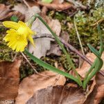 Narcissus minor flower picture by jid (cc-by-sa)