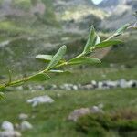 Veronica fruticans leaf picture by Llandrich anna (cc-by-sa)