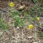 Tuberaria guttata habit picture by Raffaello 2 Garofalo (cc-by-sa)