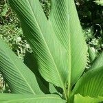 Canna indica leaf picture by Munna . (cc-by-sa)