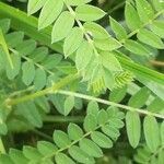 Astragalus cicer leaf picture by gabrielle kotewitz (cc-by-sa)