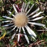 Carlina acaulis fruit picture by S. L. (cc-by-sa)