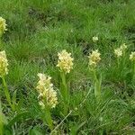 Orchis pallens habit picture by bassigny (cc-by-sa)