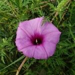 Ipomoea leptophylla flower picture by Stephanie Hutzler (cc-by-sa)