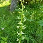 Platanthera chlorantha flower picture by tina thurgau (cc-by-sa)