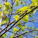 Betula papyrifera habit picture by Marie Gentile (cc-by-sa)