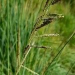 Paspalum urvillei flower picture by Trap Hers (cc-by-sa)