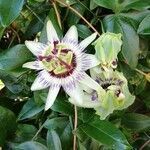 Passiflora caerulea flower picture by Doce Marcos Patricia (cc-by-sa)