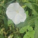 Ipomoea hochstetteri flower picture by susan brown (cc-by-sa)