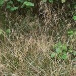 Deschampsia cespitosa habit picture by Alexander Baransky (cc-by-sa)