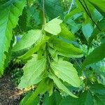 Carpinus caroliniana flower picture by Michel G (cc-by-sa)