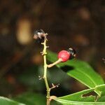 Ouratea prominens fruit picture by Nelson Zamora Villalobos (cc-by-nc)