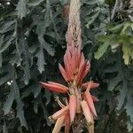 Aloe pretoriensis flower picture by Jonty Myer (cc-by-sa)