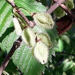 Ulmus americana fruit picture by PT (cc-by-sa)