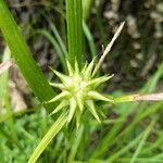 Carex grayi flower picture by Daar Adina (cc-by-sa)