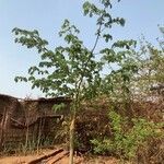 Ceiba pentandra habit picture by Thiam Moussa (cc-by-sa)