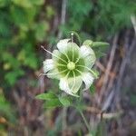 Silene baccifera flower picture by Saul Baga (cc-by-sa)