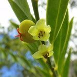 Phyllanthus francii flower picture by Richard Chesher (cc-by-sa)