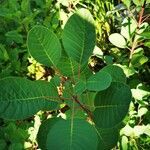 Cotinus coggygria habit picture by Christoph Zirwes (cc-by-sa)