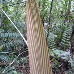 Ceroxylon parvifrons leaf picture by Fabien Anthelme (cc-by-sa)