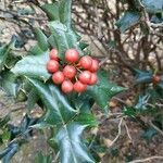 Ilex cornuta fruit picture by Goldberg Alex (cc-by-sa)